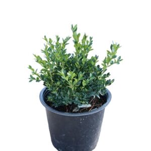 Buxus Green Velvet 3G