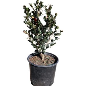 Camellia Yuletide 3G