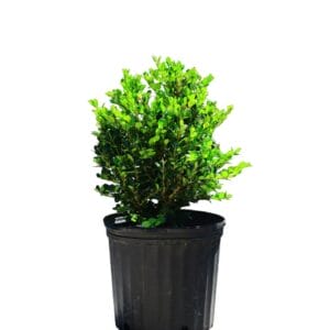 Buxus Winter Gem 3G