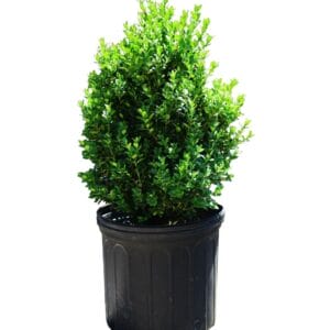 Buxus Green Mountain 3G