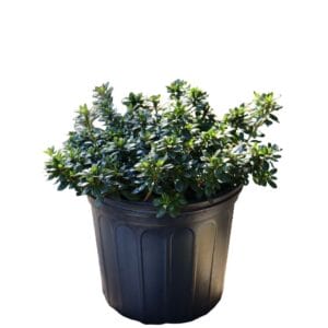 Azalea Gumpo Pink 3G