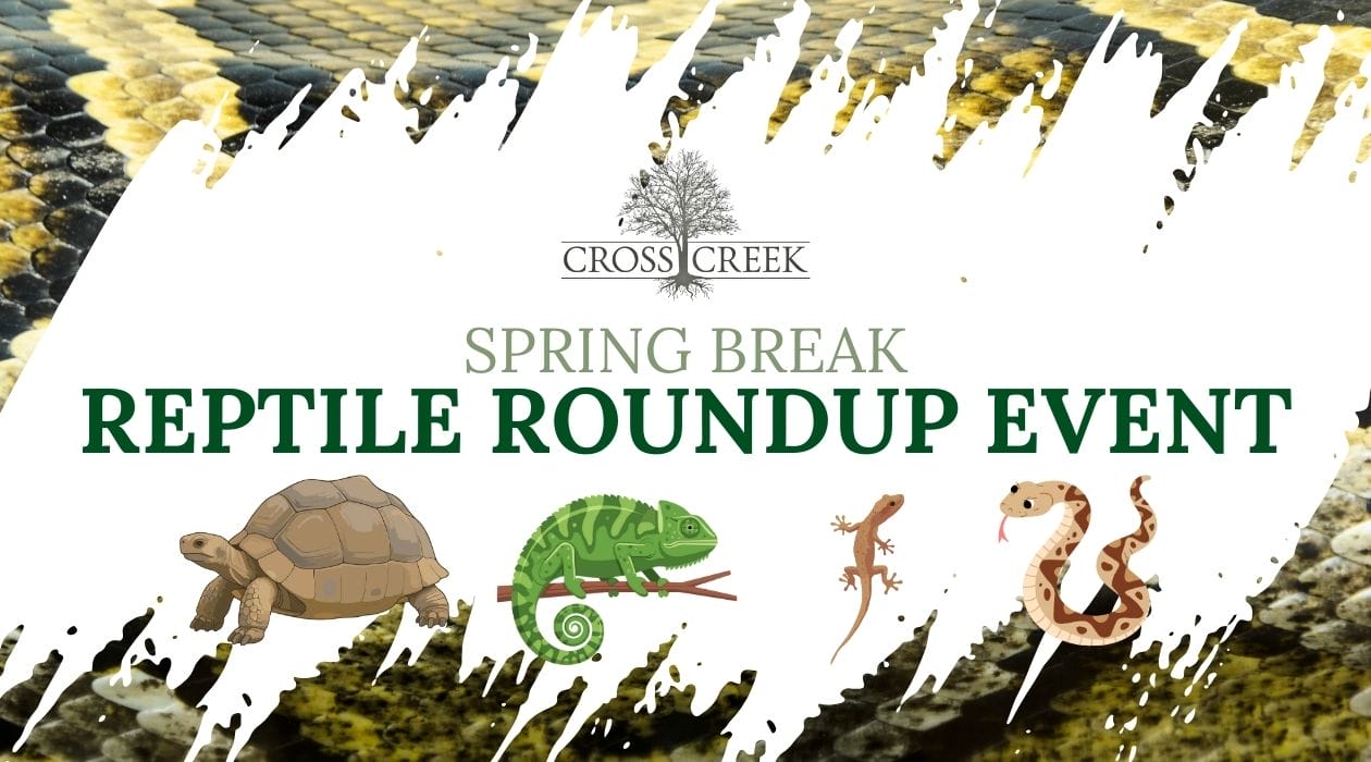 Spring Break Reptile Roundup