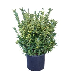 Euonymus Golden shrub