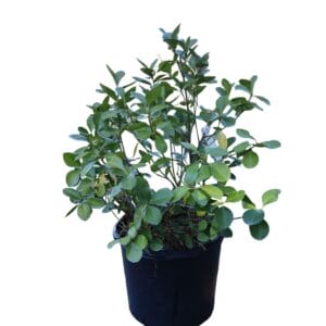 Euonymus Manhattan 7G