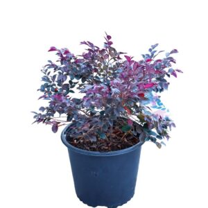 Loropetalum Cerise Charm