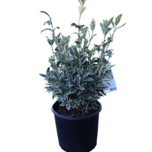 Euonymus Silver King
