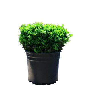 Ilex Helleri 3G