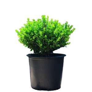 Ilex Compacta 3G