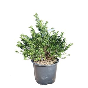 Ilex Hoogendorn