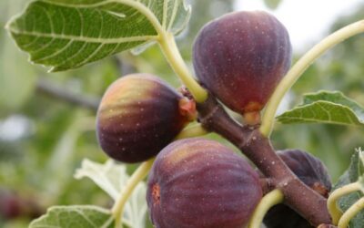 Fruit Trees: Variety and Care