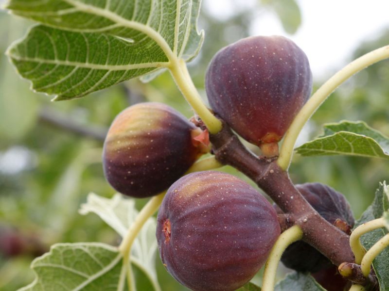 Fig Tree