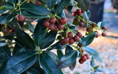 Hollies: Variety and Care