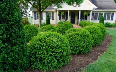 Boxwoods: Variety and Care
