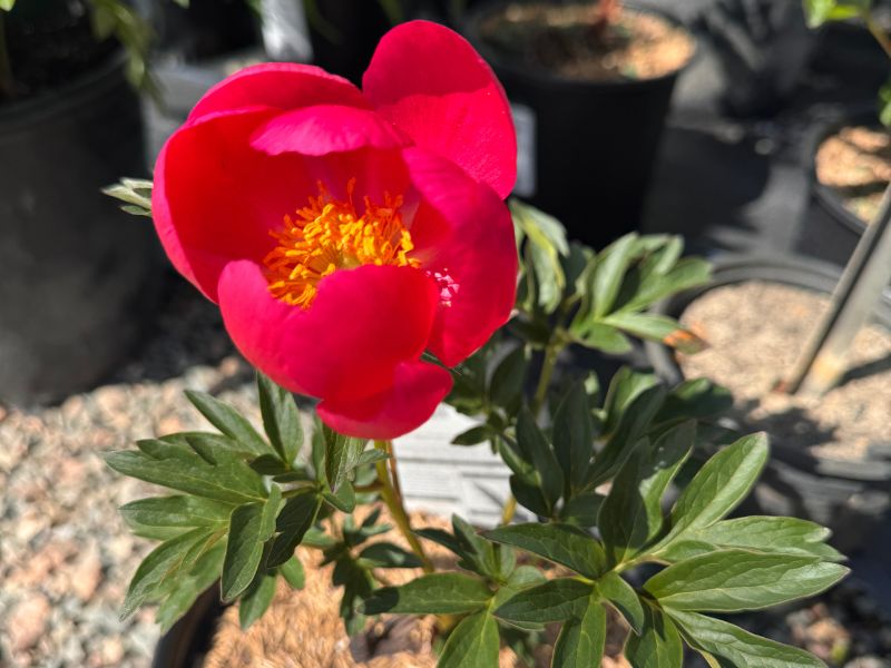 Peonies